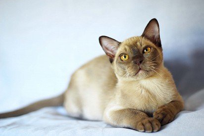 Sable-colored Burmese cat