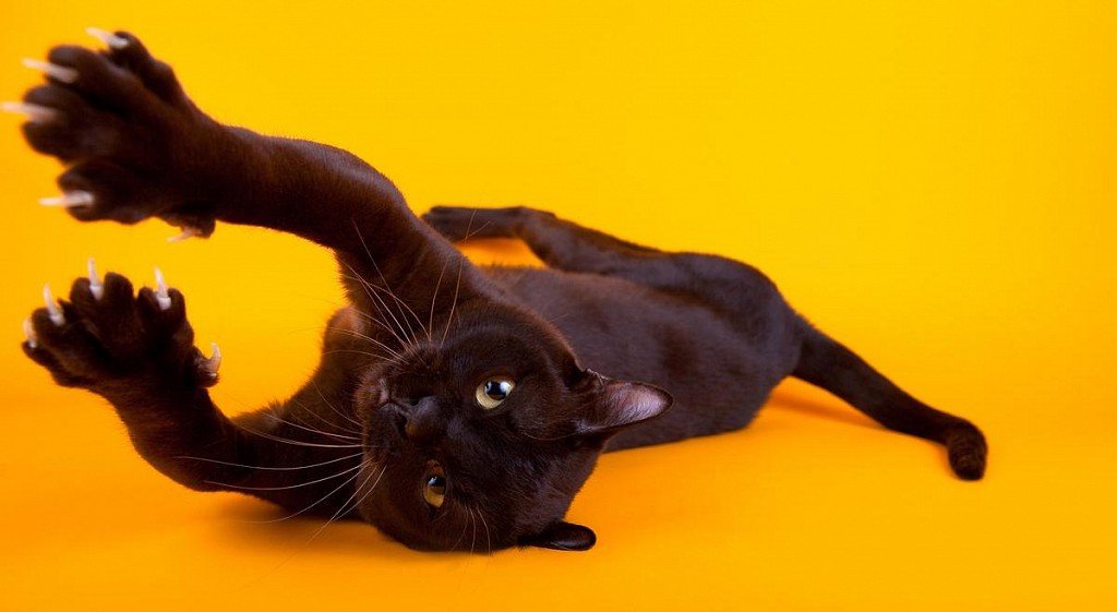 Chocolate-colored Burmese cat