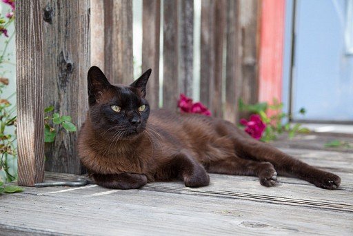 American Burmese cat