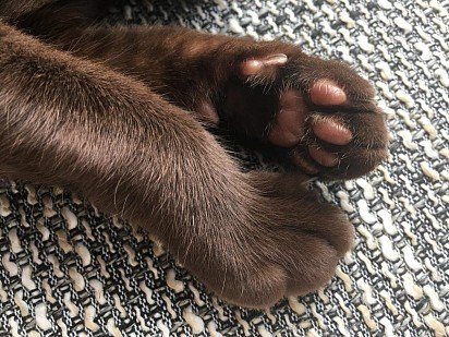 Burmese cat's paws