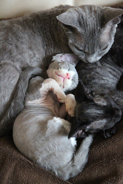 Mama cat with Devon Rex kittens