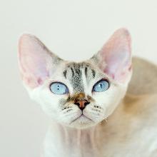 Devon Rex