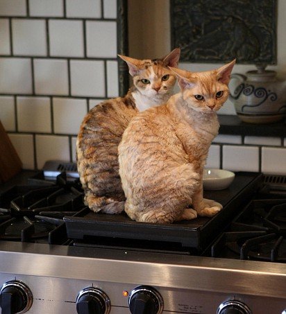 What are you going to cook for us today? 