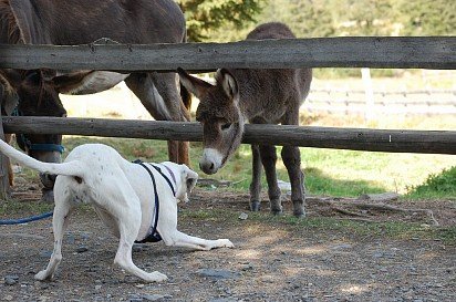 Argentine Dog and Donkey
