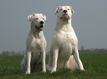 Argentine Dane bitch and cable