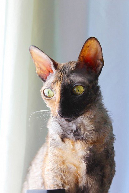 Two-Faced Cornish Rex