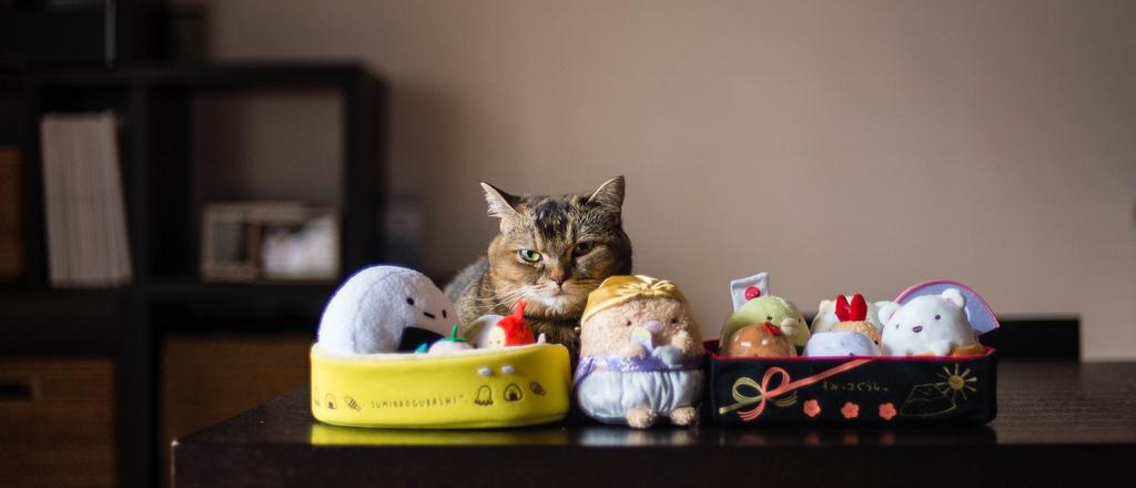 Munchkin and his toys