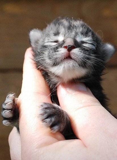 Newborn Maine Coon Kitten