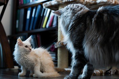 Maine Coon kitten with mom