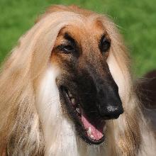 Afghan Greyhound