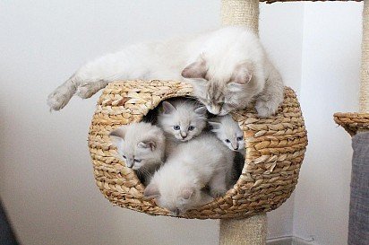 Neva Masquerade kittens with mom