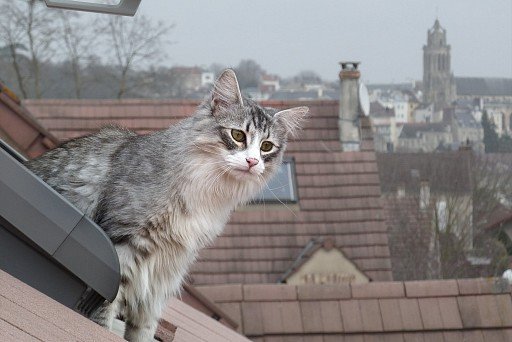 Norwegian Forest Cat