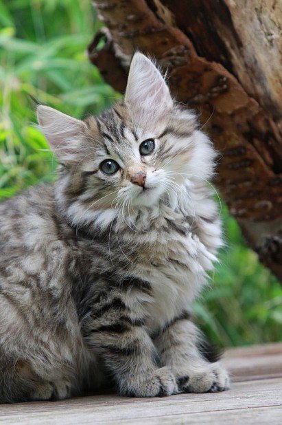 Norwegian Forest Kitten