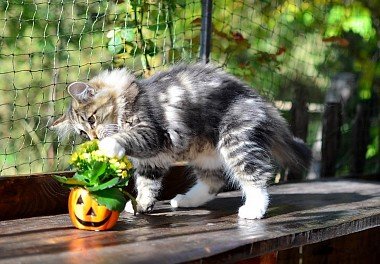 Norwegian Forest Cat