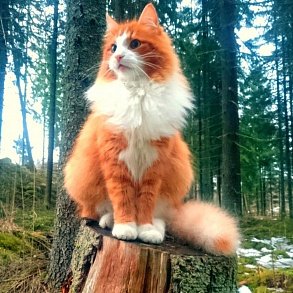 Norwegian Forest Cat