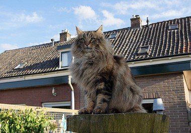 Norwegian Forest Cat