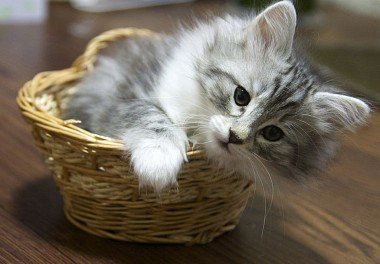 Norwegian Forest Cat