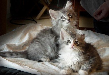 Norwegian Forest Cat