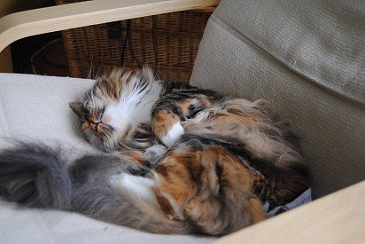 Norwegian Forest Cat with tortoise coloring
