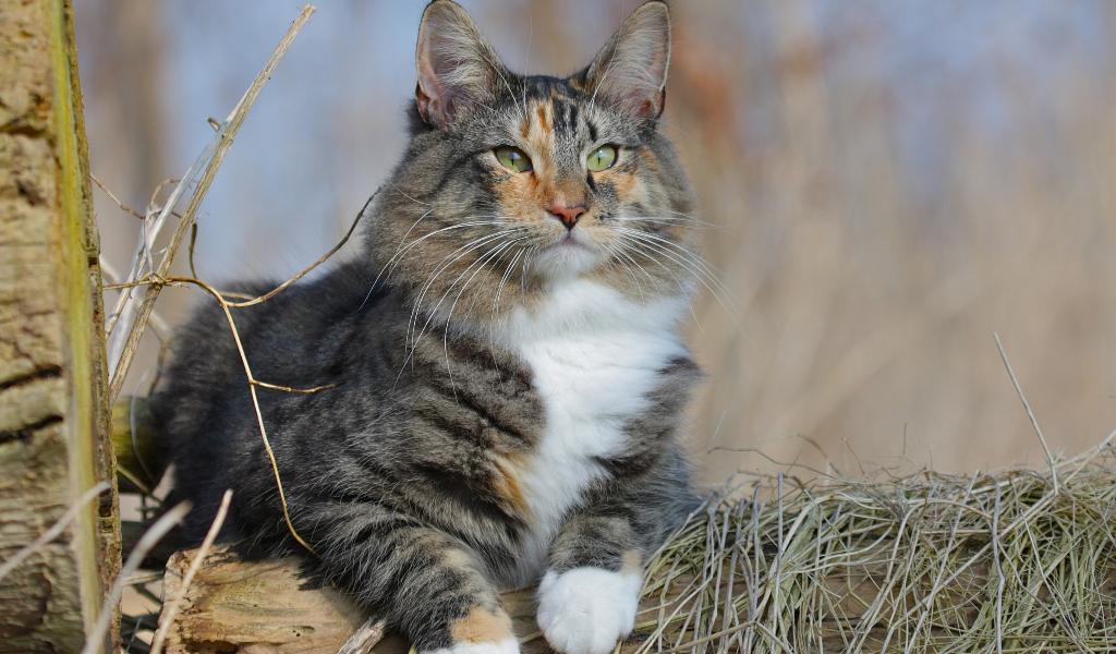 Norwegian Forest Cat