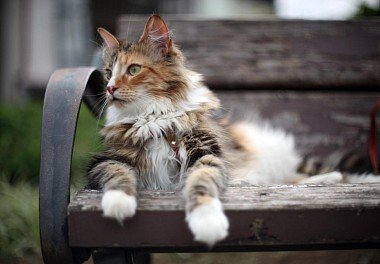 Norwegian Forest Cat