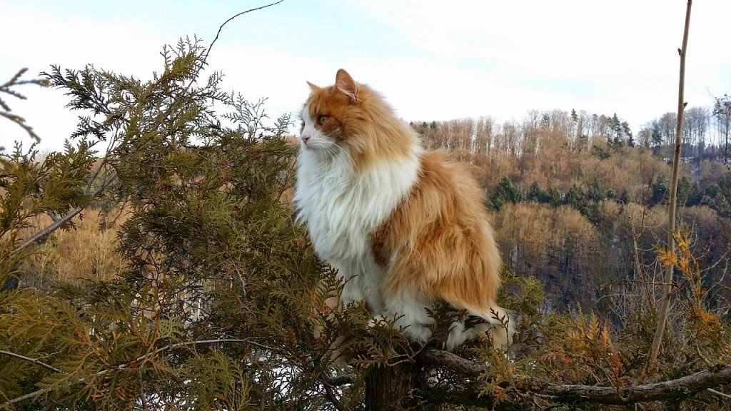 Norwegian Forest Cat in its element
