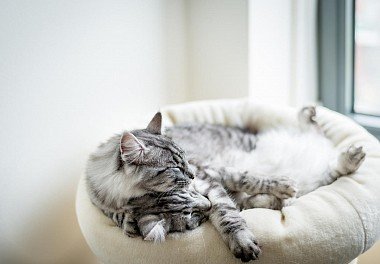 Norwegian Forest Cat