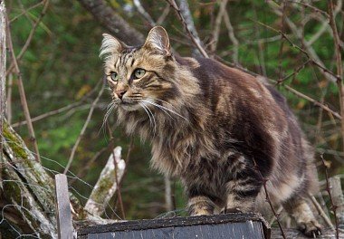 Norwegian Forest Cat