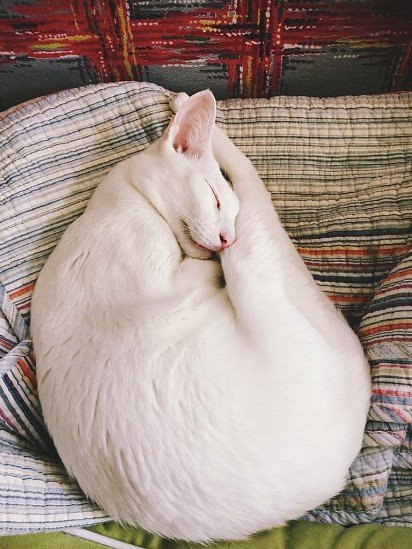 Curled up in a ball