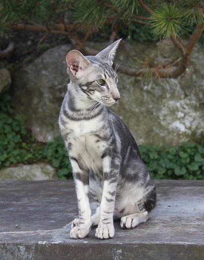 Marble-colored Oriental cat