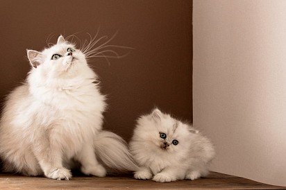 Persian cat with kitten