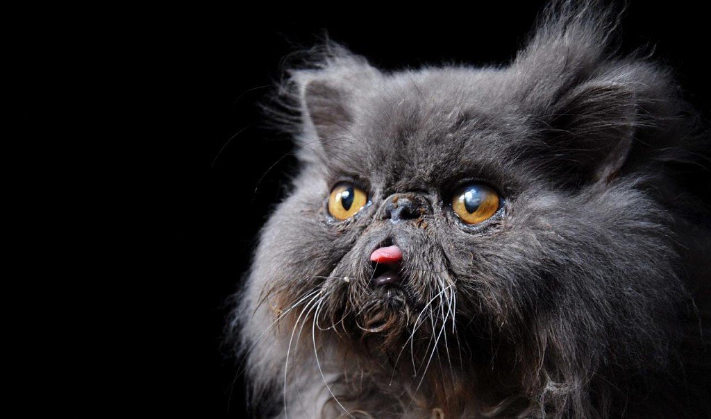 Persian cat muzzle
