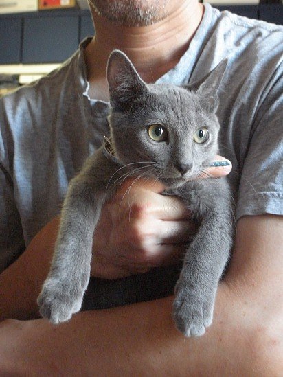 Russian Blue in owner's arms