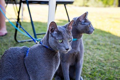 Russian Blue cats on leash