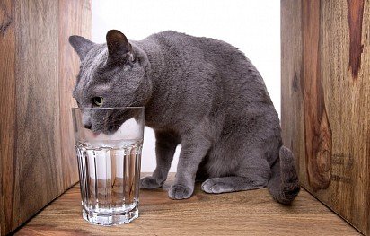 Russian Blue Cat Drinks Water