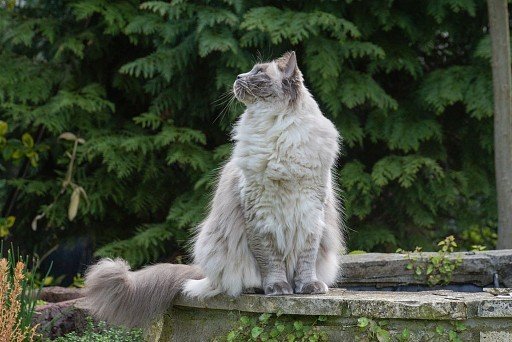 A sweet, malleable, wonderful cat is a ragdoll