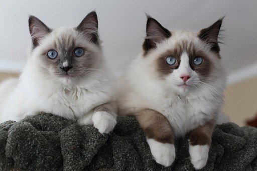 Ragdolls are considered the most affectionate cats in the world