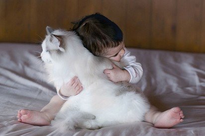 Ragdoll with baby