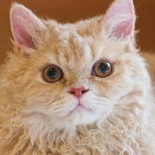 Selkirk Rex