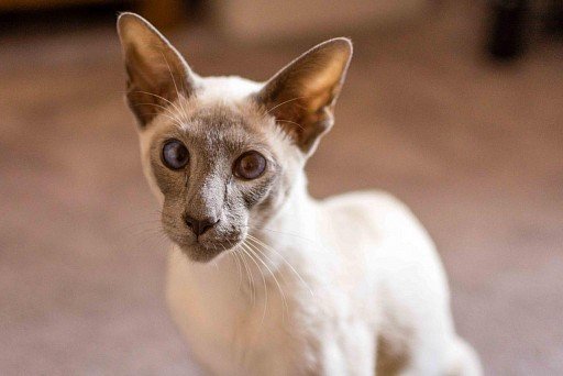 Siamese cat is quite jealous, so if the owner has a desire to get another pet, you need to think everything clearly and consult with a specialist. By the way, such cats are wary of strangers. 