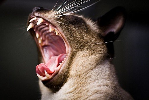 Teeth of the Siamese Cat