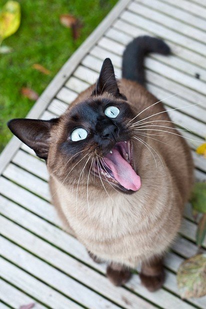 Siamese cats skillfully use their vocal cords, easily changing the tone, pitch of sound to express feelings
