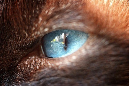 Siamese cats' eyes are always a rich bright blue color
