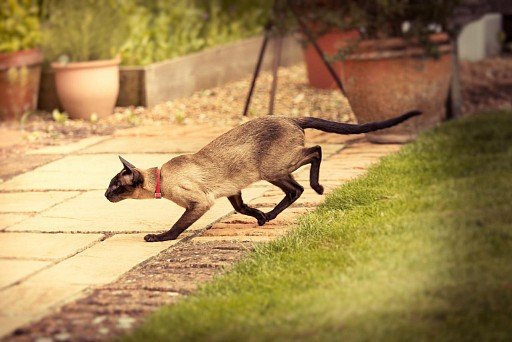 Siamese cat in motion