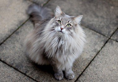 Silver-colored Siberian cat