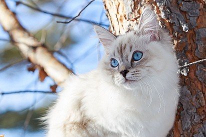 Nevskaya masquerade is a Siberian cat of color-point coloration, separated into a separate breed