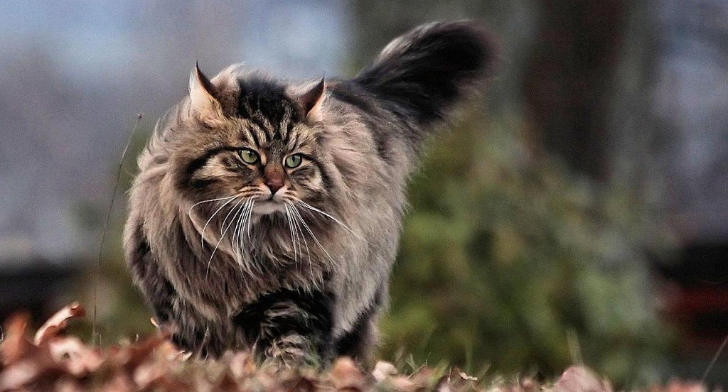Rough Siberian Cat