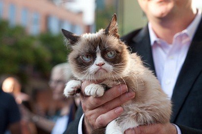 Internet star The Grumpy Cat is one of the famous heirs to the snowshu breed