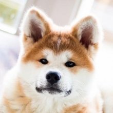 Akita Inu