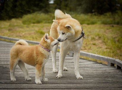 Akita-inu puppy with mom